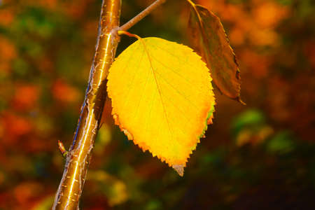 Collection of Beautiful Colorful Autumn Leaves greenの写真素材