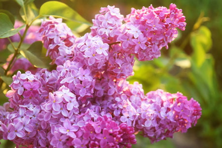 Blossom lilac flowers in spring in garden. branch of Blossoming purple lilacs in spring. Blooming...