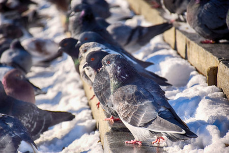 Racing Pigeon (Columba livia domestica) Adult, stray, perched on fence.の写真素材