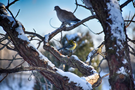 A frozen sparrow sits on a prickly and snow-covered branch of a rosehip with red berries on a frosty winter morningの写真素材