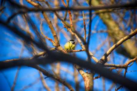 A frozen sparrow sits on a prickly and snow-covered branch of a rosehip with red berries on a frosty winter morningの写真素材