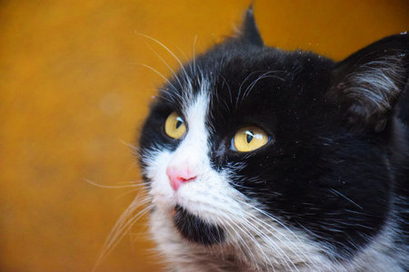 Funny large longhair gray kitten with beautiful big green eyes lying on white table. Lovely fluffy...