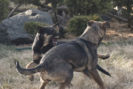 group of happy dogs border collies sitting on the grass in summerの写真素材