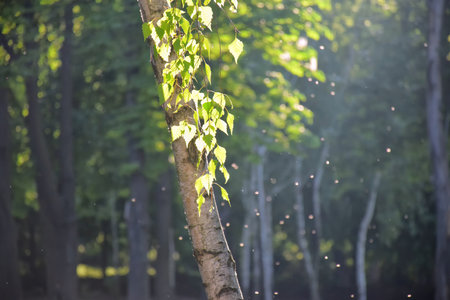 Fantasy fairy-tale magical forest, sunny evening light through the branches of trees. Magical trees in a wooded area. Haze at sunset, plants, moss and grass in the forest. 3d illustrationの写真素材