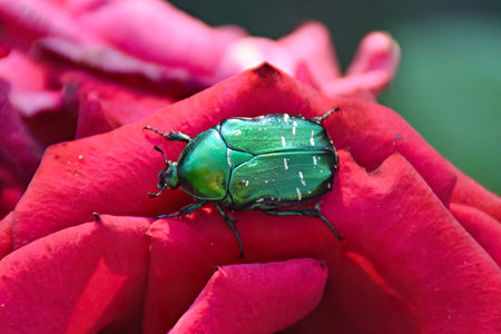 The cockchafer beetle also known as a May bug or Doodlebug sitting on a red rose.の写真素材