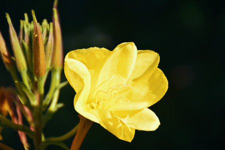 New year yellow apricot flower on backgroundの写真素材