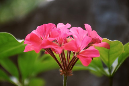 Gently pink flowers of anemones outdoors in summer spring close-up on turquoise background with soft...