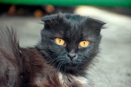 beautiful black cat sitting on road in garden, abstract natural background. summer season. cute domestic Cat relax on walking and carefully look to the camera. happy pet outdoor. template for design.の写真素材