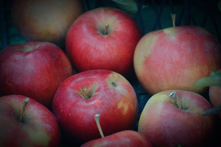 The photo shows fresh, bright apples picked from a tree. They can be of different varieties - from...