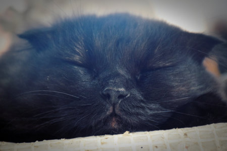 The photo shows a charming cat sitting comfortably on a soft blanket or windowsill. Her fluffy fur sparkles in the sun, and her eyes, sparkling like emeralds, look with curiosity and playfulness.の写真素材