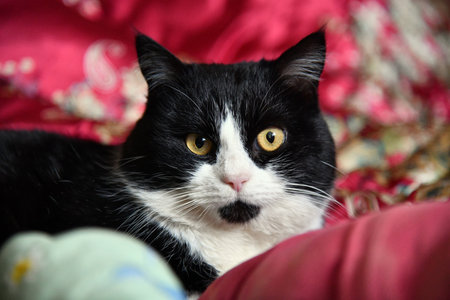 Sleeping domestic gray fluffy cat on bed, against blurred background of sleeping young woman. Comfortable bed linen, comfortable bed, soft and warm duvet. Comfort in home.の写真素材