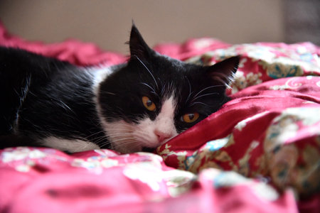 Sleeping domestic gray fluffy cat on bed, against blurred background of sleeping young woman. Comfortable bed linen, comfortable bed, soft and warm duvet.の写真素材