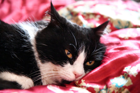 Sleeping domestic gray fluffy cat on bed, against blurred background. Comfortable bed linen, comfortable bed, soft and warm duvet. Comfort in home.の写真素材