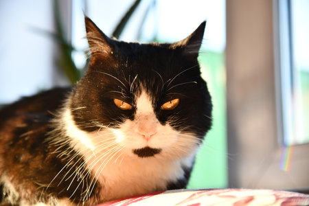 Pale domestic cat on the bed with a zigzag sheet. Pet in Scandinavian-style bedroom. Pets-friendly or home. Adoption and welfare concept. Kitty heating indoors. A sunny winter day at home.の写真素材