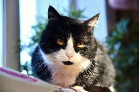 Pale domestic cat on the bed with a zigzag sheet. Pet in Scandinavian-style bedroom. Pets-friendly hotel or home. Adoption and welfare concept. Kitty heating indoors. A sunny winter day at home.の写真素材