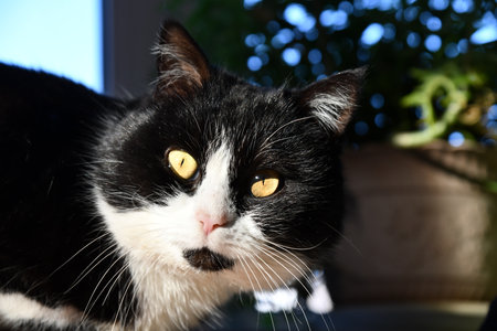 Pale domestic cat on the bed with a zigzag sheet. Pet in Scandinavian-style bedroom. Pets-friendly hotel or home. Adoption and welfare concept. Kitty heating indoors. A sunny winter day at home.の写真素材