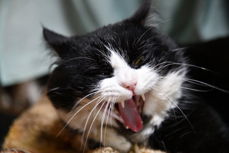 Pale domestic cat on the bed with a zigzag sheet. Pet in Scandinavian-style bedroom. Pets-friendly home. Adoption and welfare concept. Kitty heating indoors. A sunny winter day at home.の写真素材