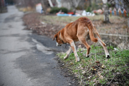 Mature white man walking dog on outdoor nature hill. Caucasian man in red down jacket walking with dog through nature hill. Middle aged Caucasian man traveling with his dog in nature.の写真素材