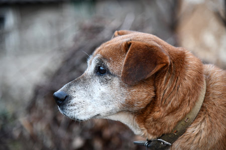 Mature white man walking dog on outdoor nature hill. Caucasian man in red down jacket walking with dog through nature hill. Middle aged Caucasian man traveling with his dog in nature.の写真素材