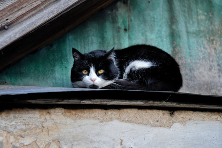 Black and white cat resting on ledgeの写真素材