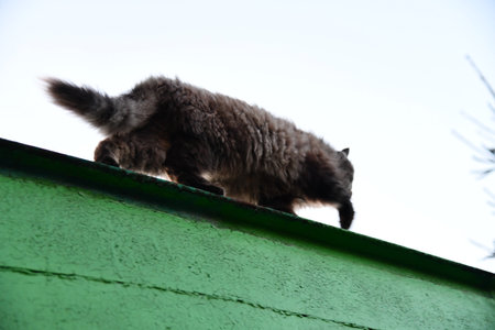 A fluffy gray cat walking on a green surfaceの写真素材
