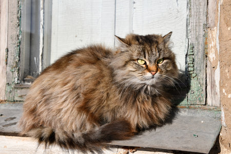 beautiful cat with striking markings lounges on a windowsill, gazing outside with curious eyes, in a cozy indoor setting. Blurred foregroundの写真素材