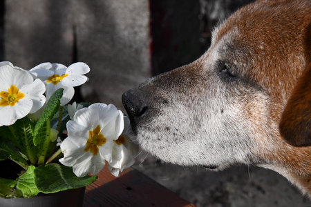 dog at beige background, fun border collie, dog with flowers. High quality photoの写真素材