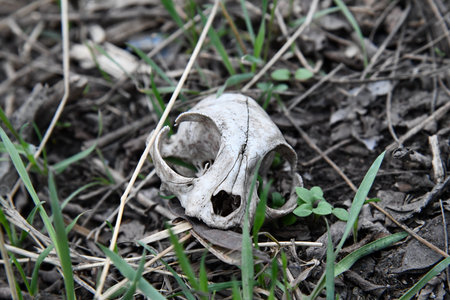 A cat's skull in the Mount Carmel National Park. Carmel forest Israel. A cat's skull on the ground.の写真素材