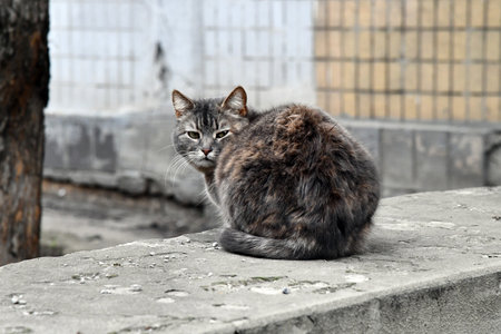 The cute gray cat is sitting on a concrete surface. The sun shines through the window. It enjoys the tranquility.の写真素材