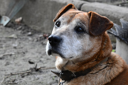 Adorable dog breed in evening.