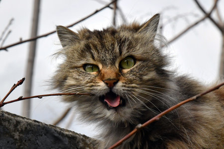 Ginger tabby young cat sitting on a wooden floor looks up, meows, close-up, top view, soft selective focusの写真素材