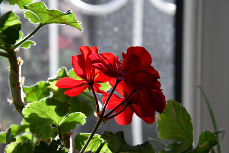 Two potted geranium plants with red flowers on the window sill in a living room.の写真素材