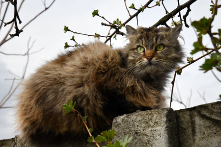 The cat looks to the side and sits on a green lawn. Portrait of a fluffy gray cat with green eyes in nature, close up.の写真素材