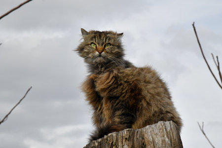 A gray cat resting, looking at the skyの写真素材