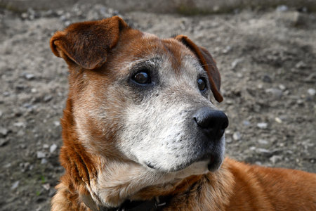 Adorable dog breed in evening.の写真素材