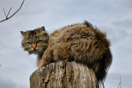 Cute cat with green eyes hides in green leaves in the gardenの写真素材