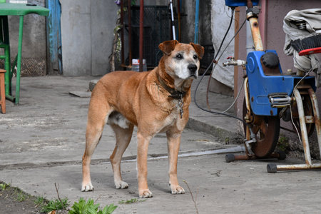 Adorable dog breed in evening.の写真素材