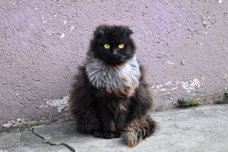 Black Cat with White Spot on the Chest and Green Eyes Sitting on the Floor Looking to the Sideの写真素材