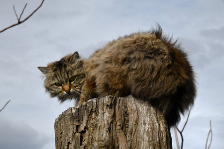 Cute cat with green eyes hides in green leaves in the gardenの写真素材