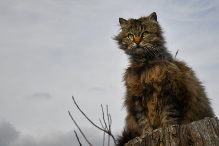 Norwegian Forest Cat sitting in front of light gray backgroundの写真素材