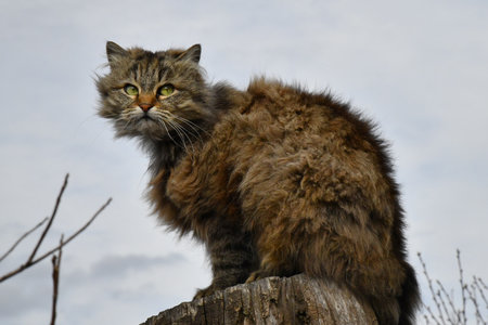 The cat looks to the side and sits on a stump. Portrait of a fluffy gray cat with green eyes in nature, close up.の写真素材