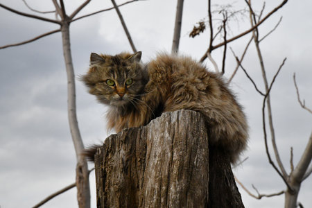 A gray cat resting, looking at the skyの写真素材