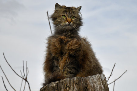 A gray cat resting, looking at the skyの写真素材