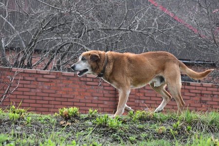 Energetic Golden evokes a vibrant and lively essence characterized by the color gold. It suggests a sense of enthusiasm, positivity, and warmth, often associated with joy and vitality.の写真素材