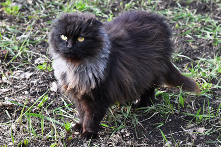 Funny large longhair gray kitten with beautiful big green eyes lying on white table. Lovely fluffy cat licking lips. Free space for text.の写真素材