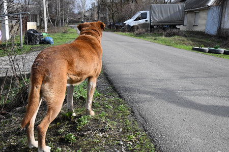 Energetic Golden evokes a vibrant and lively essence characterized by the color gold. It suggests a sense of enthusiasm, positivity, and warmth, often associated withの写真素材