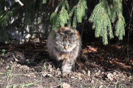 Large longhair gray kitten with beautiful big green eyes lying on the ground. Fluffy cat licking lips.の写真素材