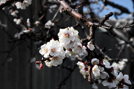 Horizontal banner with sakura flowers on sunny backdrop. Beautiful nature spring background with a branch of blooming sakura. Sakura blossoming season.の写真素材