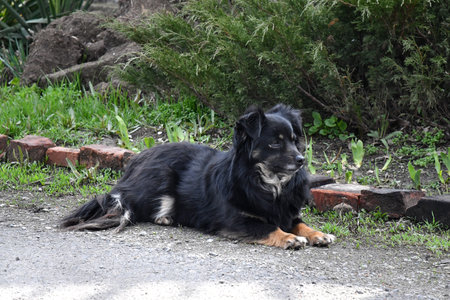 Adorable welsh springer spaniel dog breed in evening.の写真素材