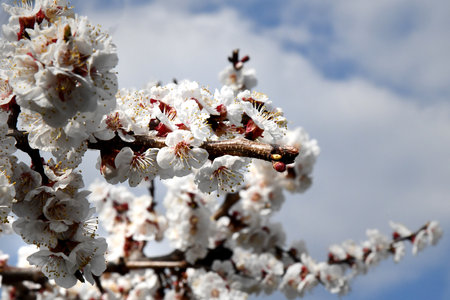 Horizontal banner with sakura flowers of pink color on sunny backdrop. Beautiful nature spring background with a branch of blooming sakura.の写真素材